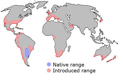 super ant colony|Evolution of supercolonies: The Argentine ants of .
